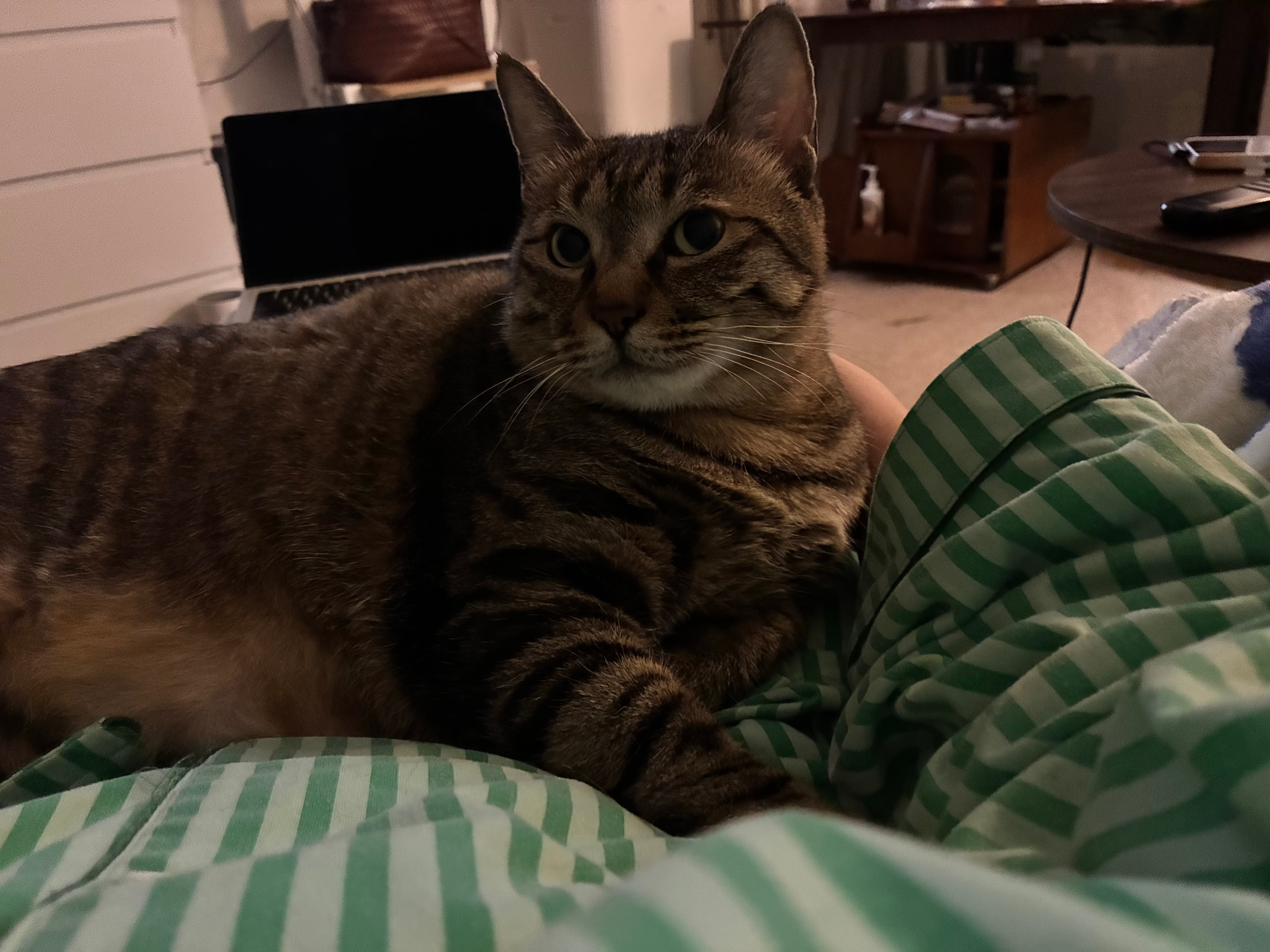肥猫合集​​​
