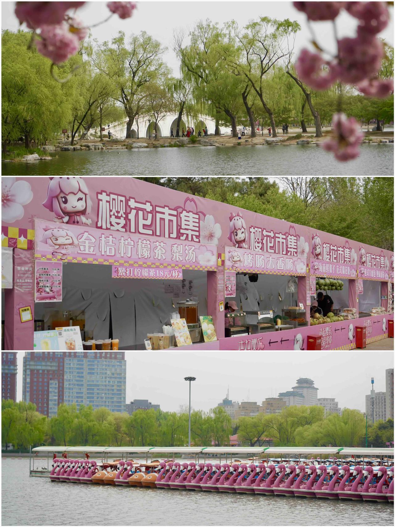 玉渊潭公园，晚樱正在盛开，真是好喜欢这一抹粉白色🚶‍♀️游玩路线：西门→