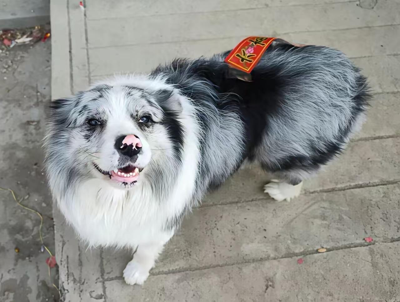 要是这人要求证明出示他的狗证，恐怕也不一定有，法律是有办证规定的。他一直在违法，