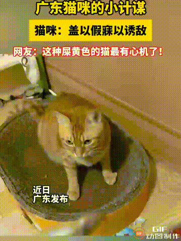 太新奇了！广东一名女子拿了一条小鱼干喂小猫，刚开始她打算逗一逗小猫，于是不断诱惑