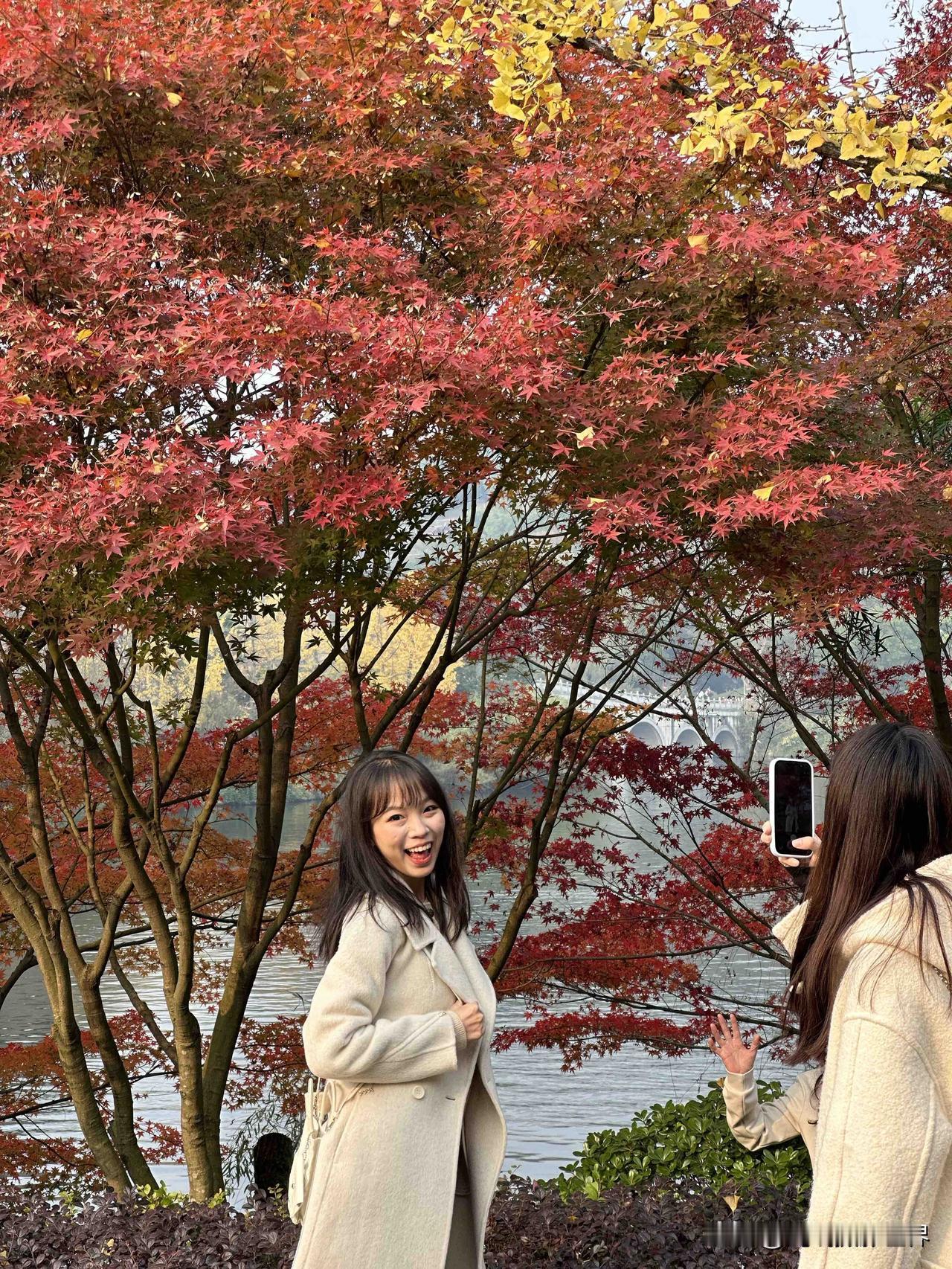 这真的是完全可以冒充我在浙江杭州啦！重庆园博园，最美的两棵红枫树，搭配金黄色的银