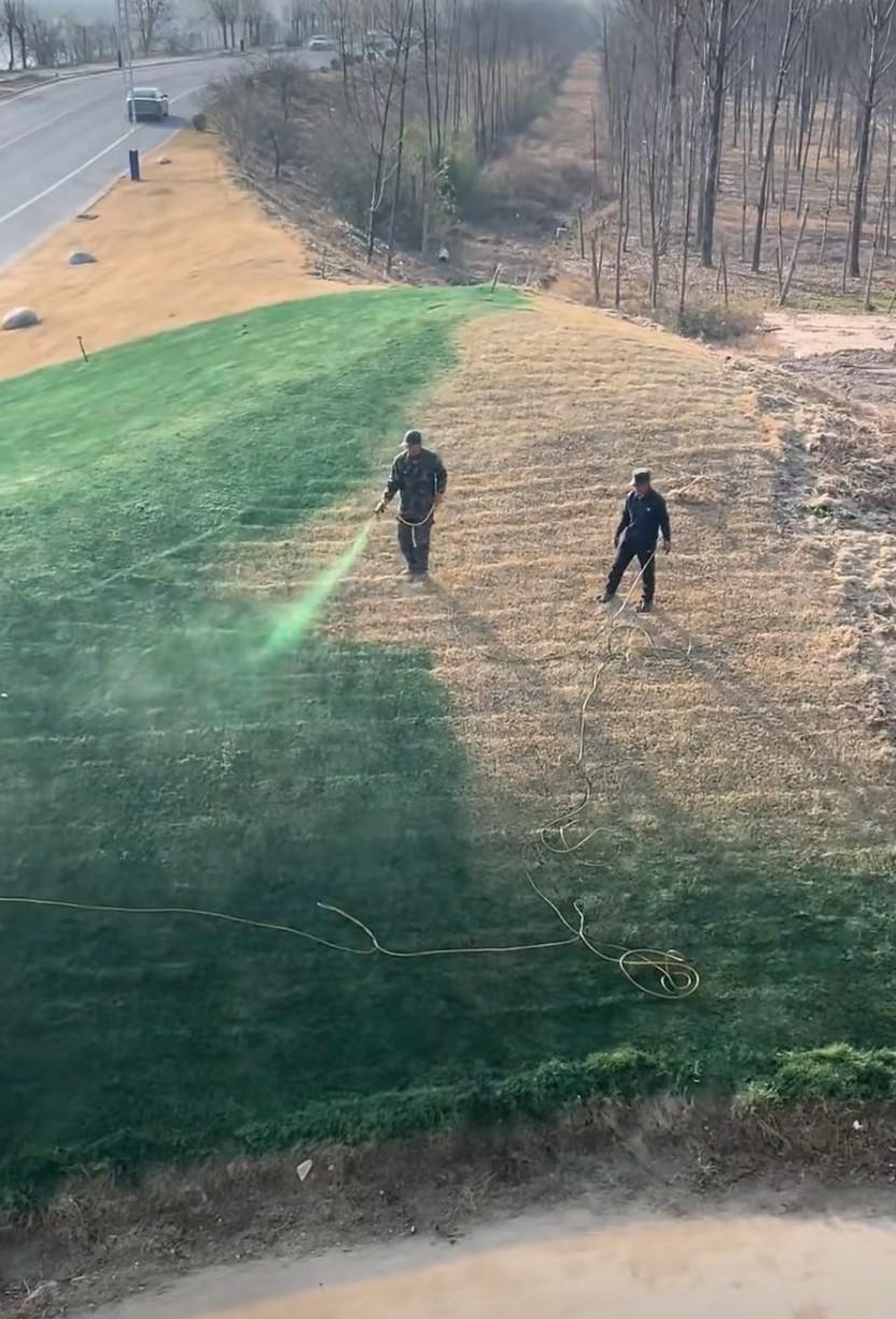 两名工作人员向枯黄的草坪上喷洒绿色的雾状液体，评论区网友说这是带有草籽的营养液，