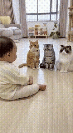 你见过会“演戏”的小猫咪吗？最近有个视频火出圈了：三岁小宝贝肉乎乎的小手当“手枪