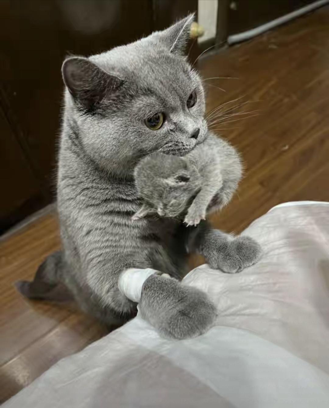 我早上掀开被子，五只小猫全挤在里面乱爬。找猫妈妈一看，正四仰八叉躺在纸箱里睡觉呢