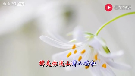 又见山里红简谱(祁隆)_又见山里红祁隆