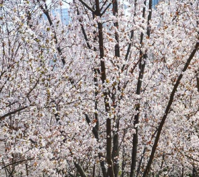 湖北天气大反转，油菜花爆火，再不去就晚了湖北人春天的快乐，全是花给的！谁懂啊，