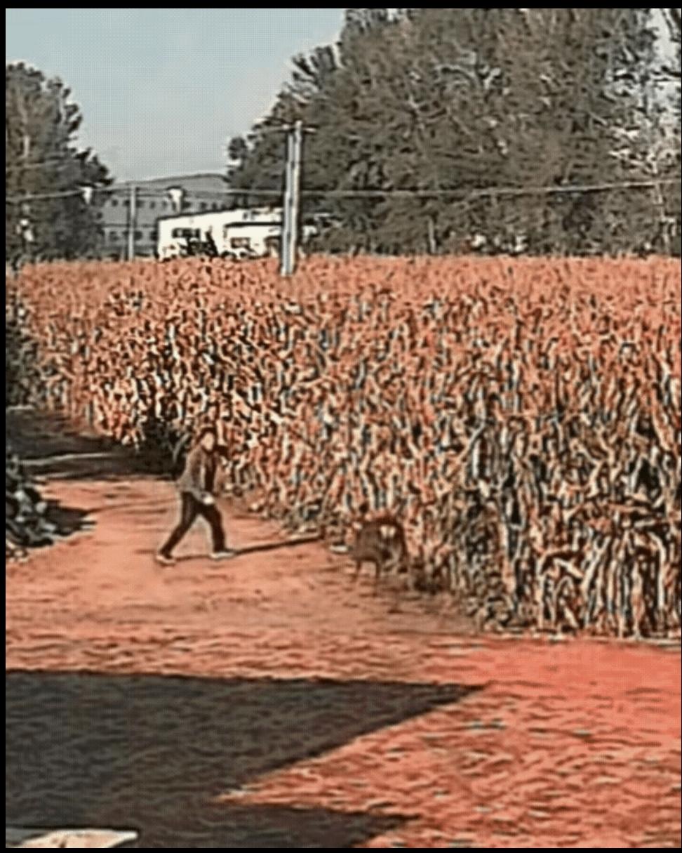 万万没想到！辽宁，一名大爷去玉米地查看玉米长的怎么样了，谁知看完准备返回时突然
