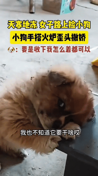 天寒地冻的日子里，一位女子在路上发现了一只小狗。把小狗带回家后，小家伙毛茸茸的，