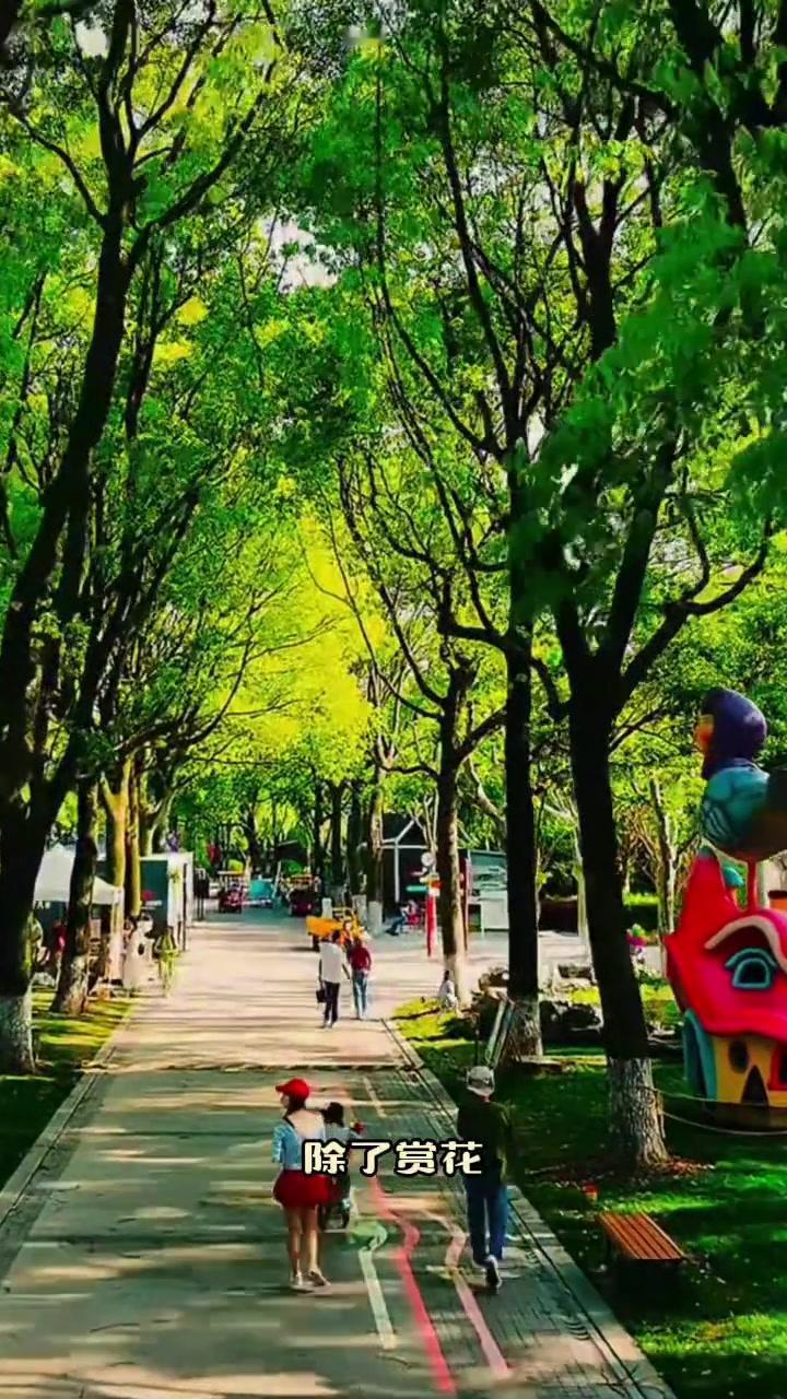 上海四季花港核心景观与特色‌郁金香花海‌：每年‌3月至5月‌为最佳观