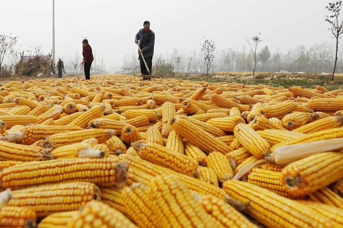 玉米涨价了，种田人却怎么也高兴不起来。去年我卖玉米潮粮，22个水份是0.88