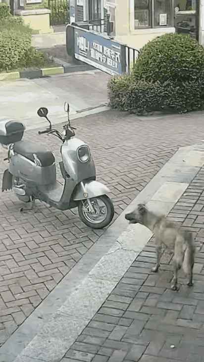像这种主动攻击人的流浪狗，就应该干净彻底的处理掉，虽然我也是一个养狗人，虽然我也