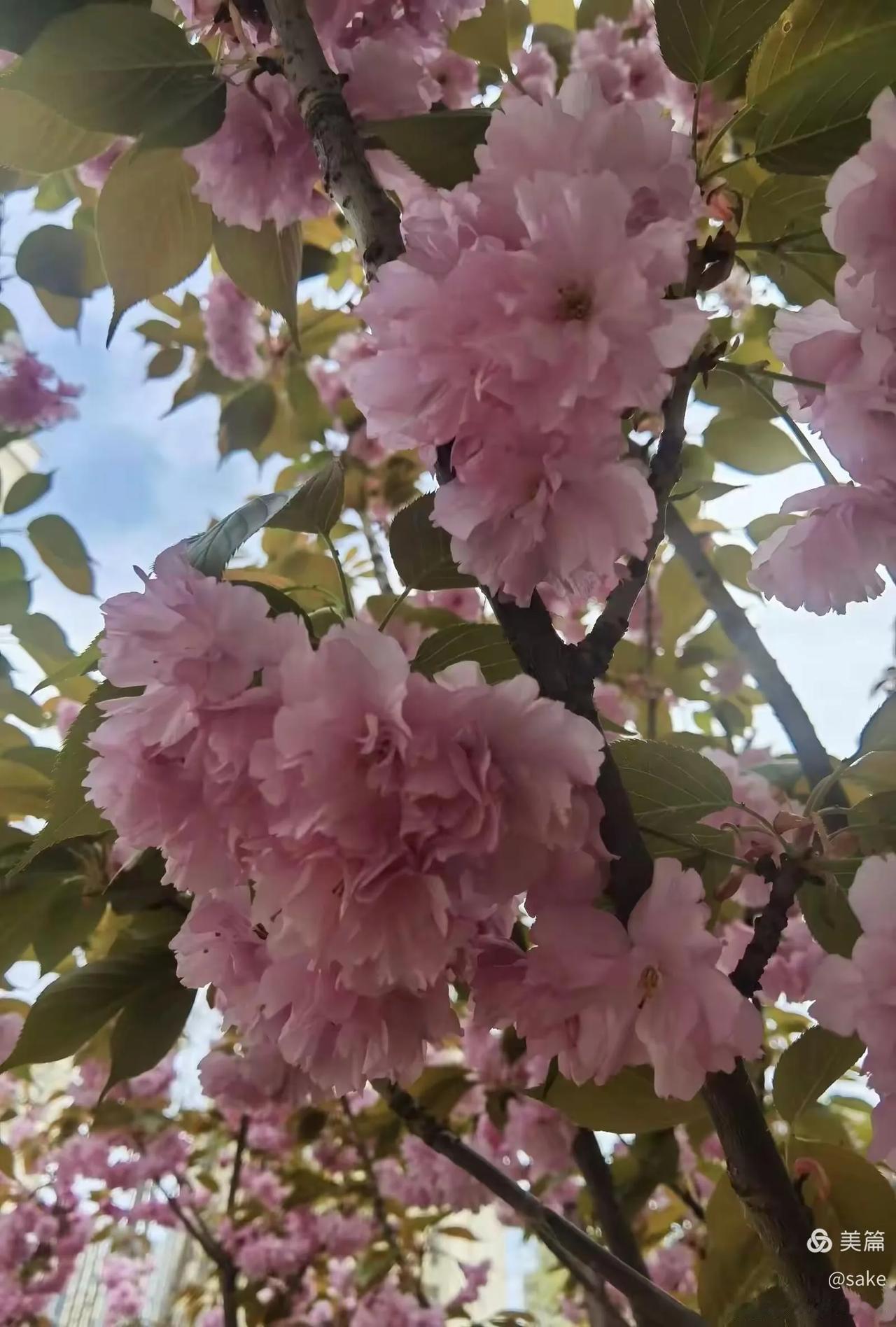 七律•咏樱花（二首）其一樱花四月艳群芳，美在枝头引俊郎。妩媚招摇才子赞，