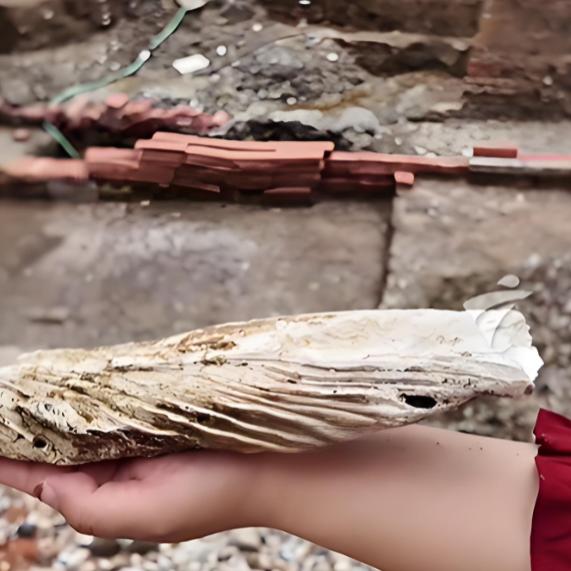 近日，广州越秀区高第街古城遗址考古发掘现场，出土了一批尺寸惊人的宋代生蚝壳，部分