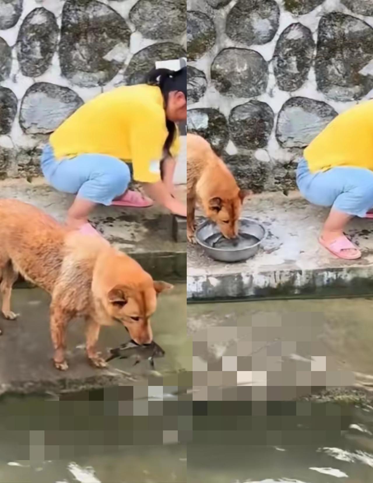 谁能料到自家养的狗狗，居然偷偷拦了一顿餐桌上的鲜鱼？湖南一位大姐拎着