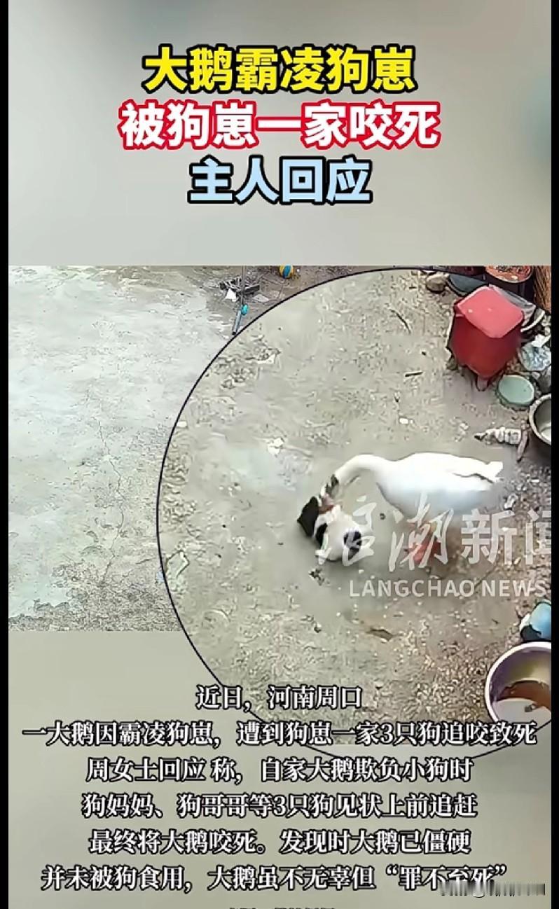 河南这大鹅太“嚣张”！霸凌狗崽反被狗一家咬死，主人这话太真实河南周口这事儿
