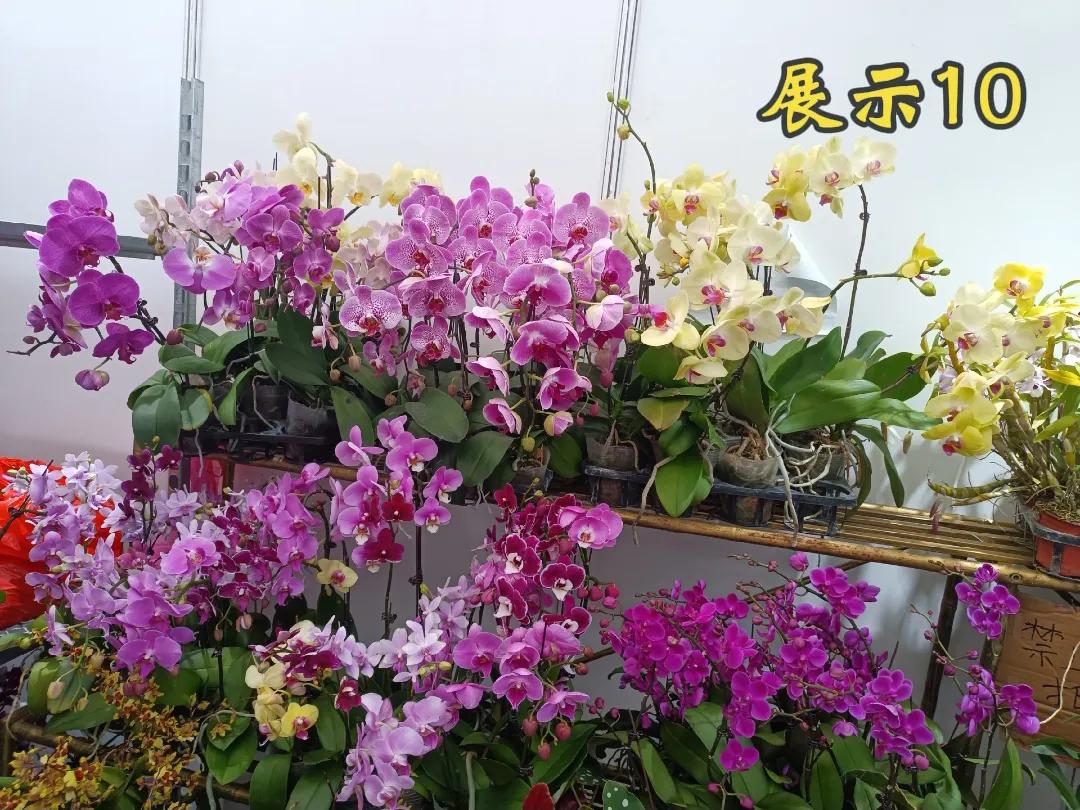 每日一花。如果说有一种花，它的美可以跨越四季，它的红可以穿越古今，它的寓意可以