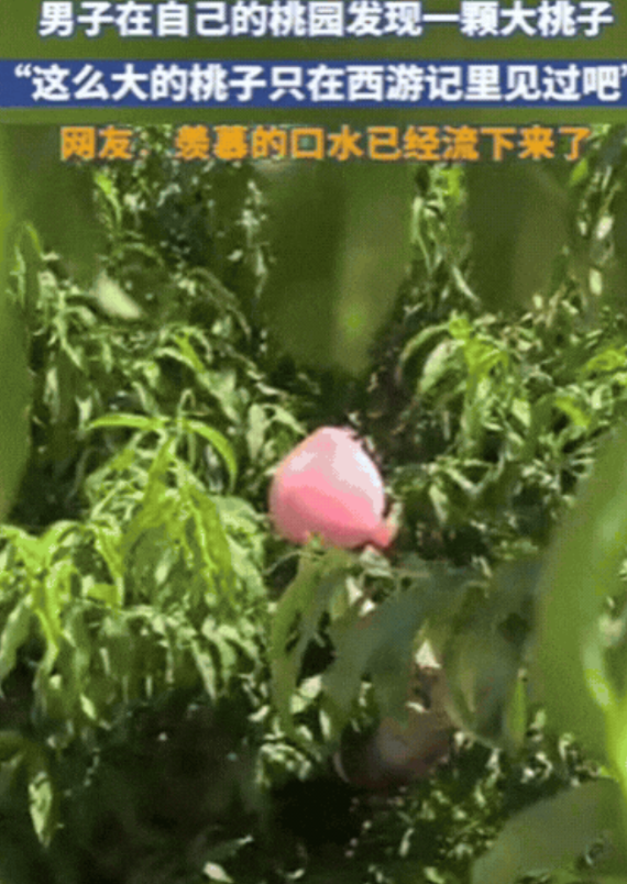 “彻底解释不清了！”山东，男子去果园摘桃子，不料，竟然发现了一颗大桃子，双手去抓