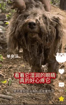 这个狗狗被主人拴在菜地5年了，狗狗独自在菜地里经常吃不饱，也没有水喝，身
