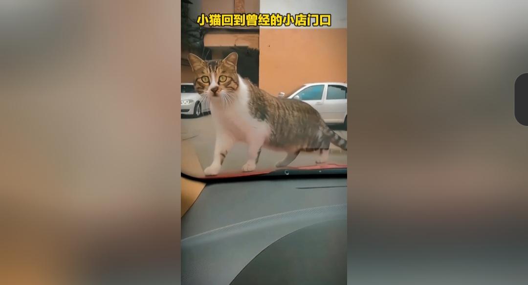 傍晚正要关上店铺大门的时候，女子猛然一抬头，居然看见了很久以前被领养走的小猫，静