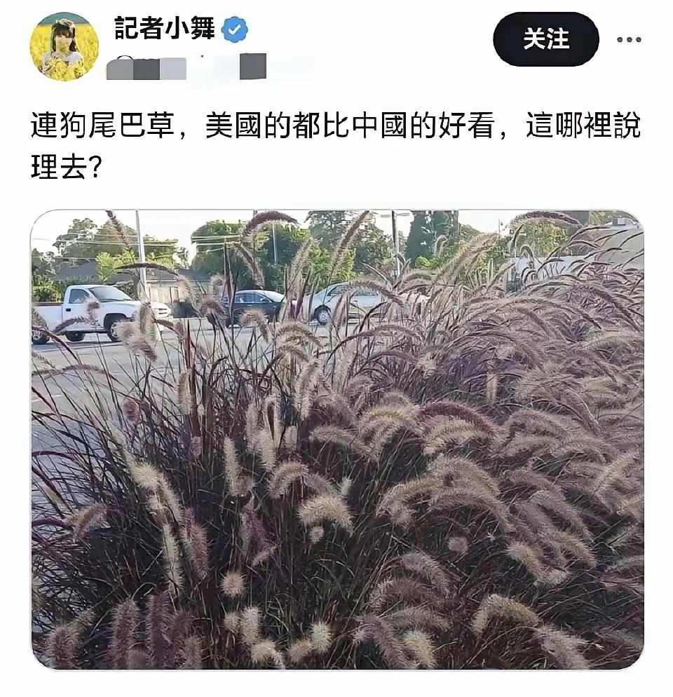 把紫叶狼尾草当狗尾巴的有名小侄人——记者小舞，继外卖账号被封后，X平台也被封了！