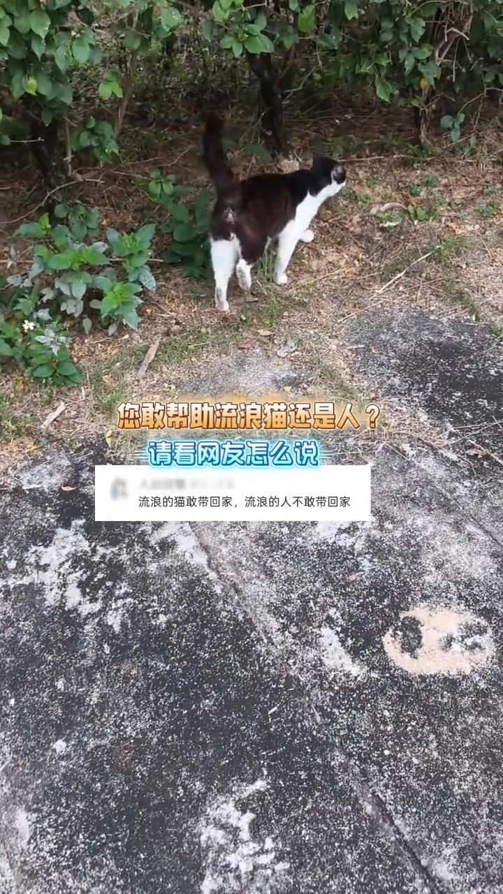 您敢帮助流浪猫还是人？请看网友怎么说。流浪的猫敢带回家，流浪的人不敢带回家。