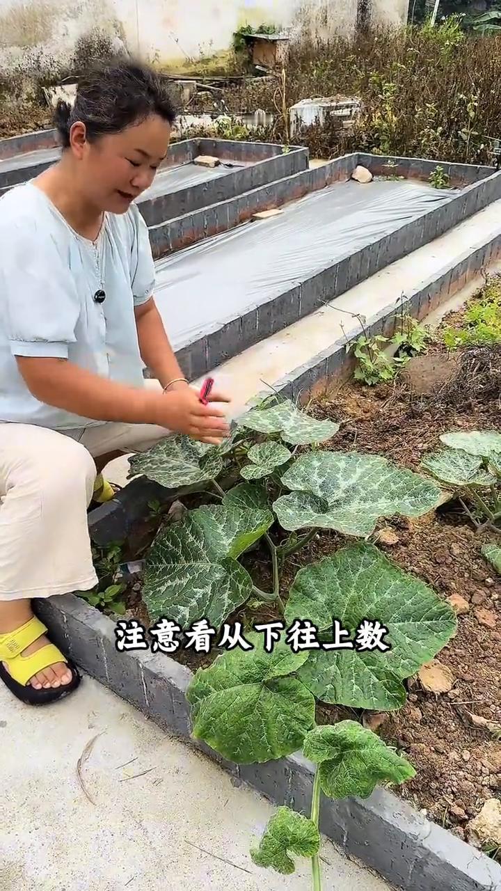 南瓜种植管理。南瓜想要结的多，在南瓜长到大概8片叶子的时候及时的打顶。注意看，