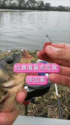 🉐饶鱼处且饶鱼！[捂脸哭]