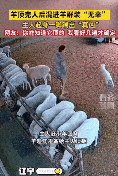 “太会演了!”10月24日辽宁一男子赶小羊回窝,结果,竟然有一只羊趁他不备,直接