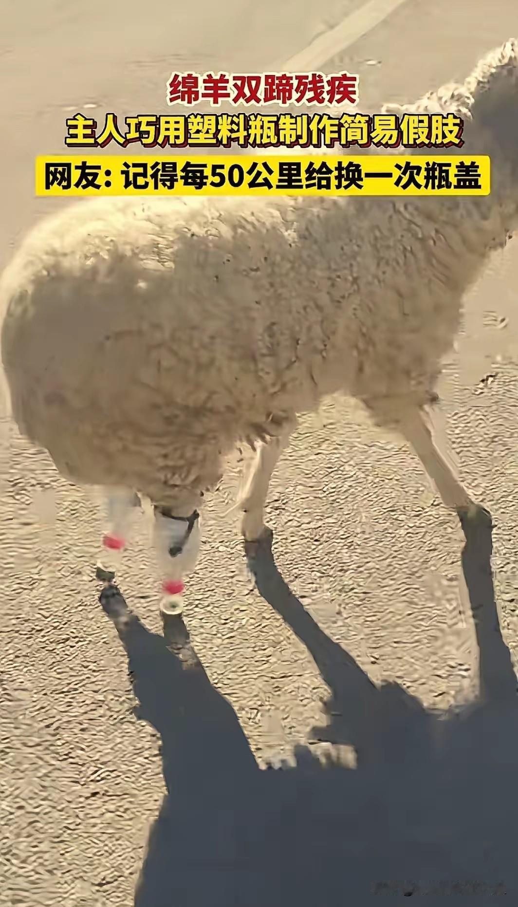 “人怎么可以这么聪明？”西藏，一只小羊因寒冷冻坏了双蹄，再也无法站立行走。本以