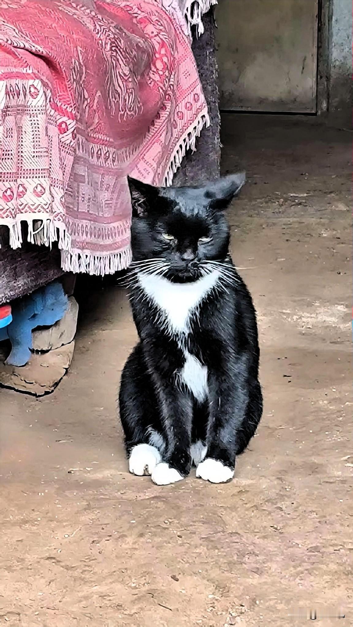 姊妹们，都来看牛奶猫真的是猫界“反差萌天花板”！浑身白一块黑一块跟打翻了墨水