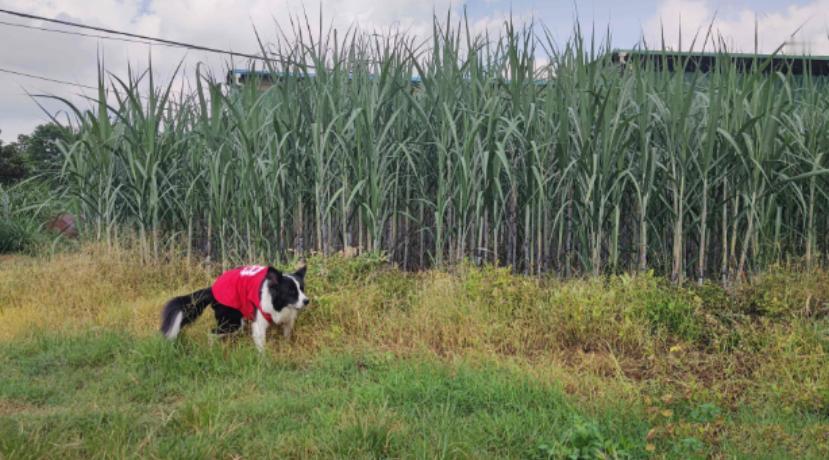 甘蔗一吨才500多块钱，为什么广西那么多地方现在还种着？ 别光盯着500多块
