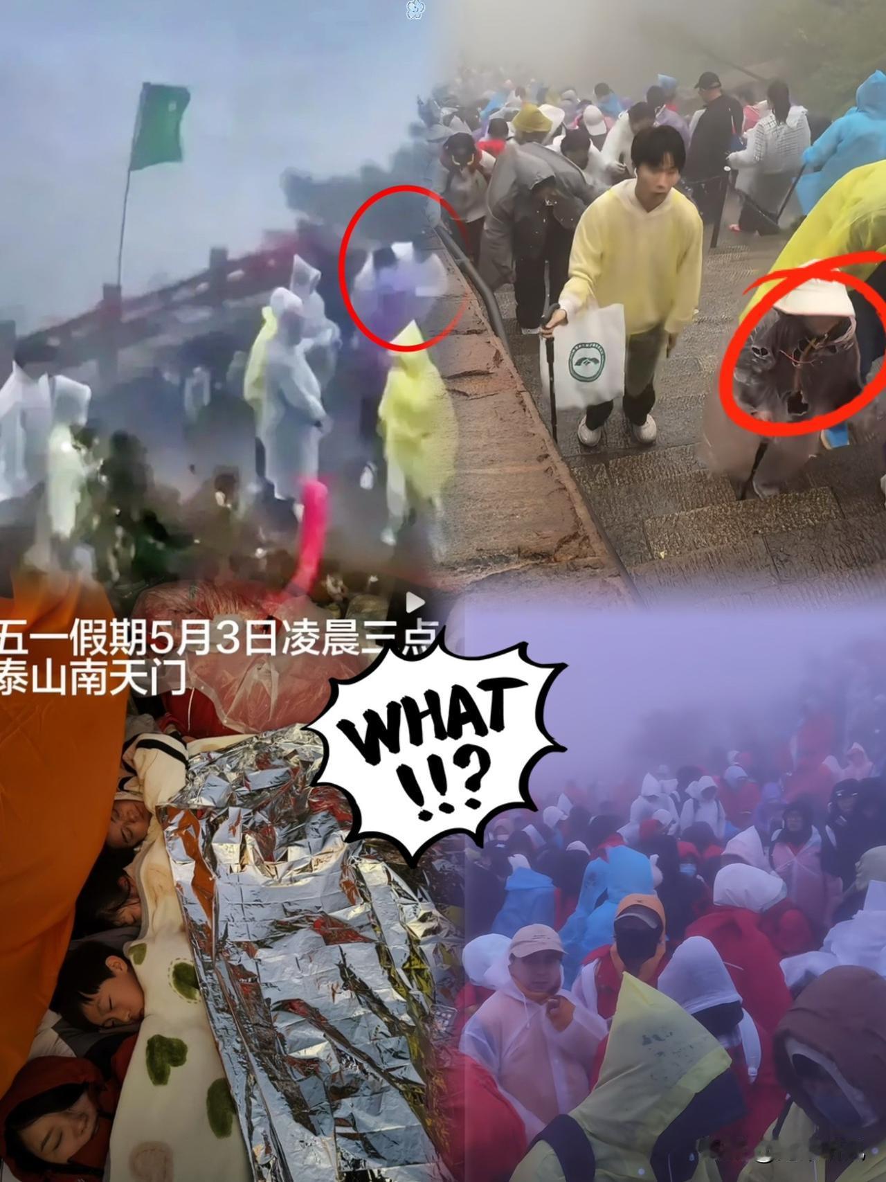 今天听说个事，直接把我看笑了！泰山半山