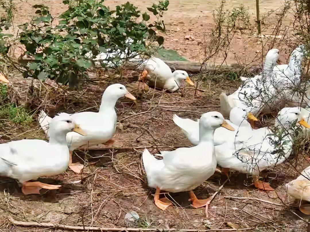 25元一只的烤鸭居然比活鸭还便宜4倍？揭开背后让人惊讶的产业链条！最近发现个