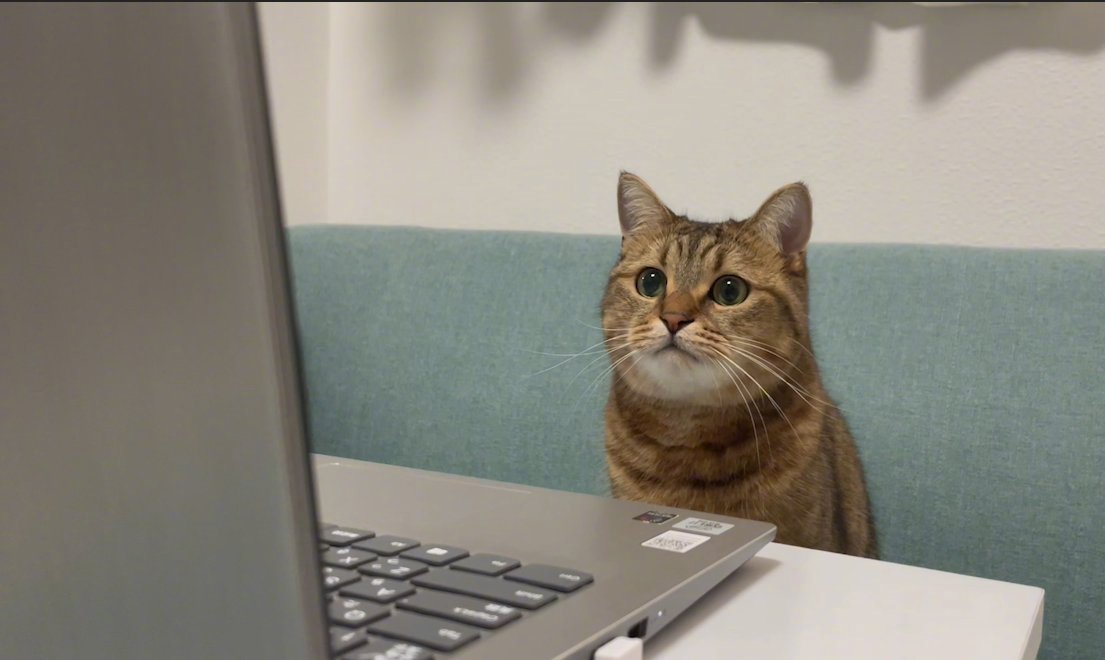 专心上网课的🐱同学。