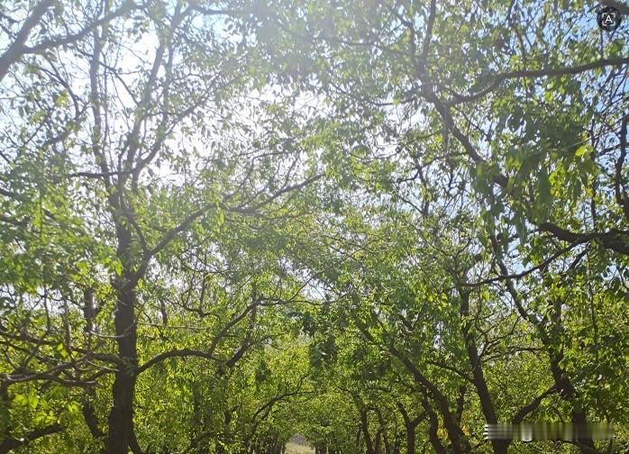 现在什么都讲究规模化种植，枣也是一样。山东乐陵市朱集镇是乐陵小枣的核心产区。说