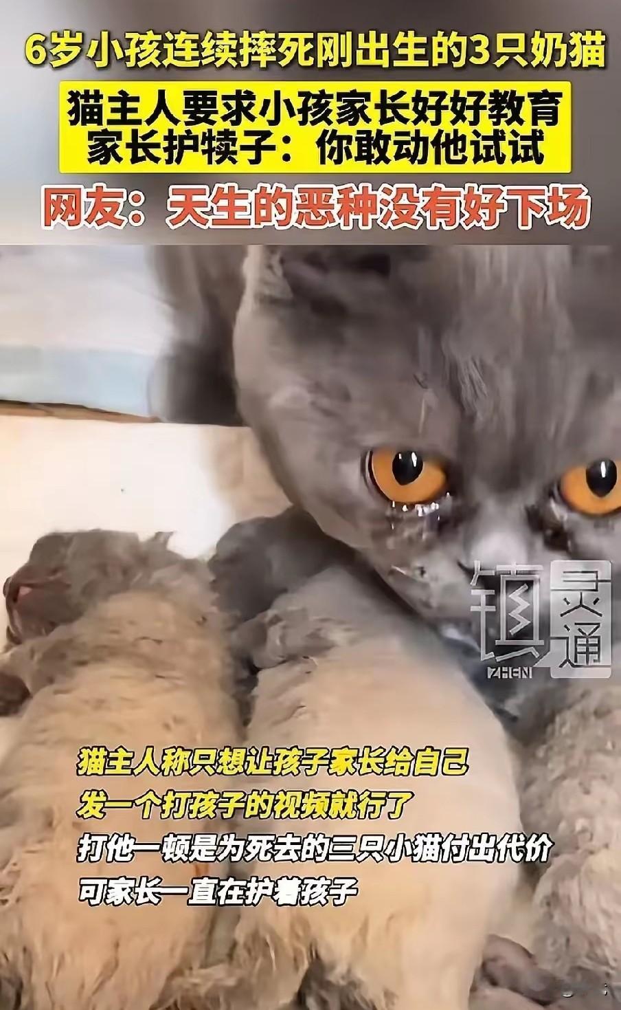 六岁男孩的虐猫行径，撕开了人性最阴暗的角落。他当着母猫的面，摔死、掐死、拧断幼猫