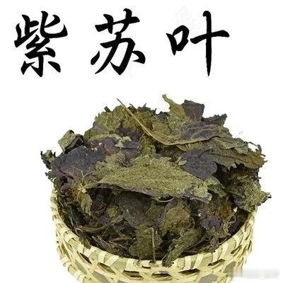 一把紫苏叶，帮百个抽动孩子停下怪动作，悲从中来：不是中医走下坡路，是有人丢了良心