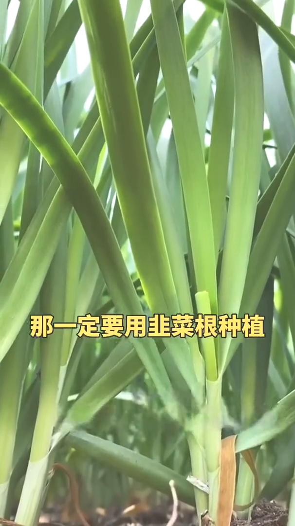 韭菜要想出芽快、长得粗壮、香味浓郁，一定要用韭菜根种植。给大家推荐一款韭菜味特