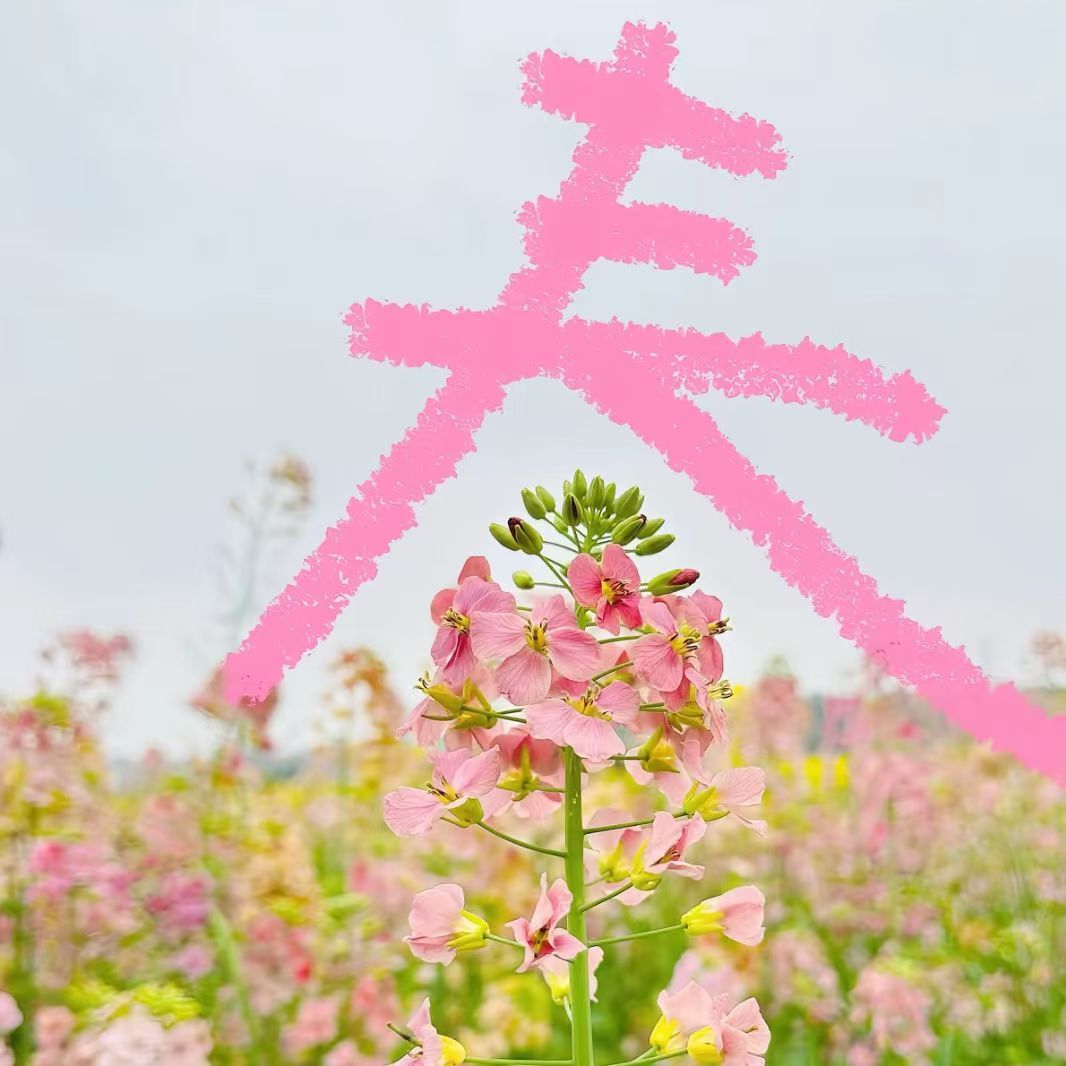 一路向阳🌞🌞总有远方可以奔赴总有好事水到渠成