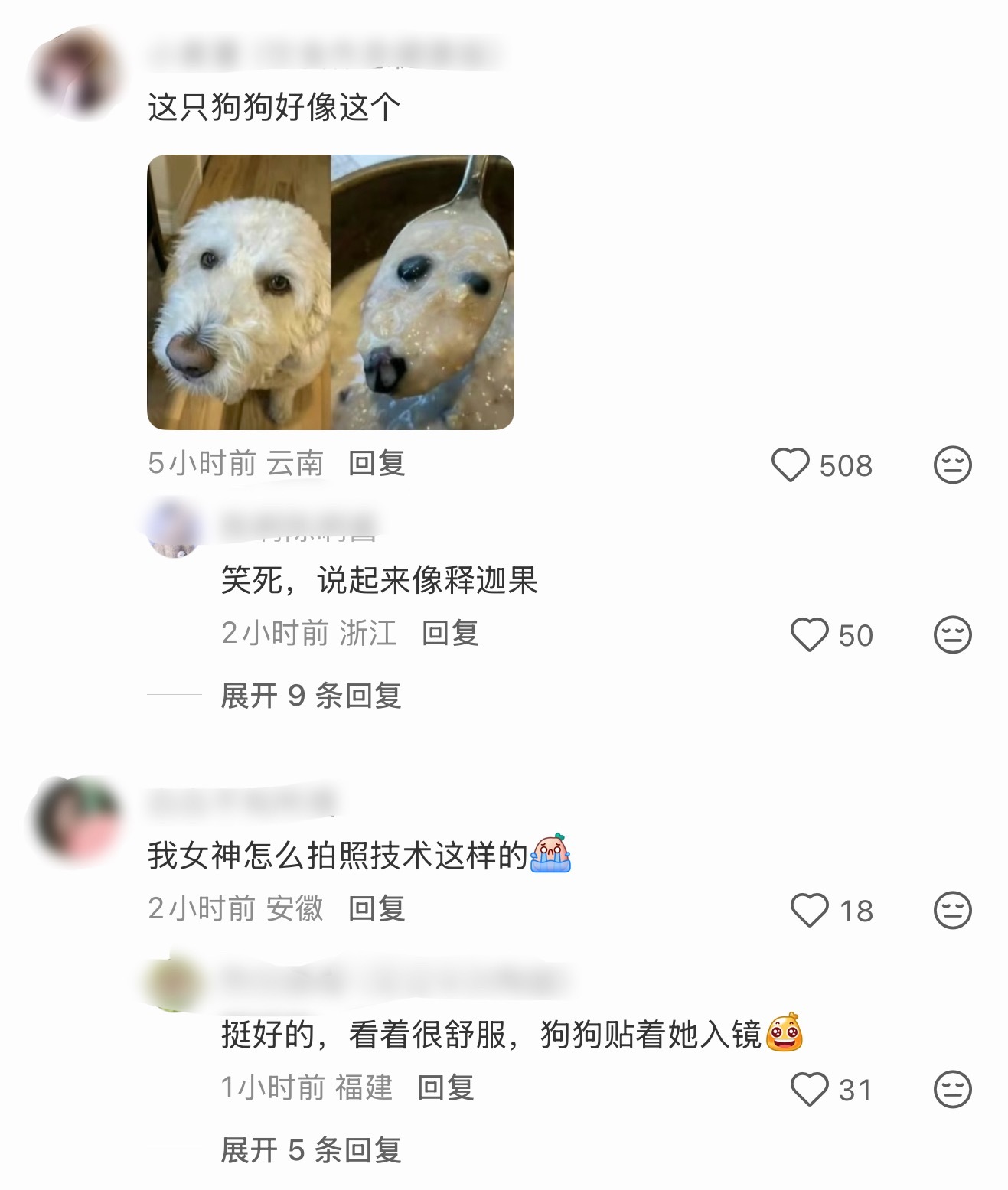 刘亦菲更新新年美照，评论区说哈哈像这只狗哈哈哈哈哈哈哈…