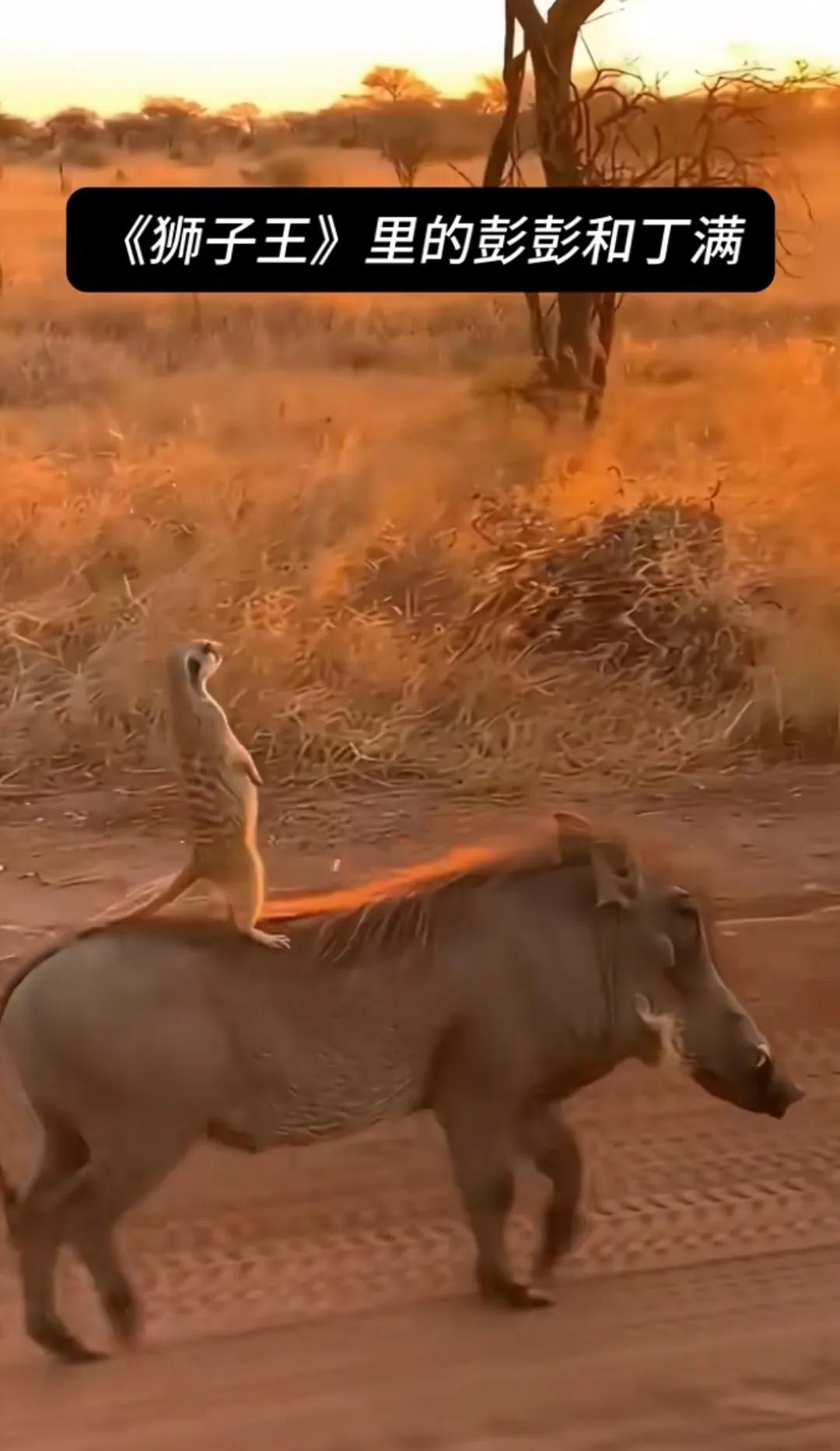 《狮子王》里的彭彭和丁满，原来动画里的场景是真实存在的，艺术果然来源于生活！