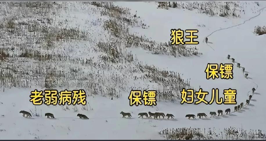 格林的后劲太大了，了解格林后才知道狼是一个多么有智慧、知恩图报的动物。202