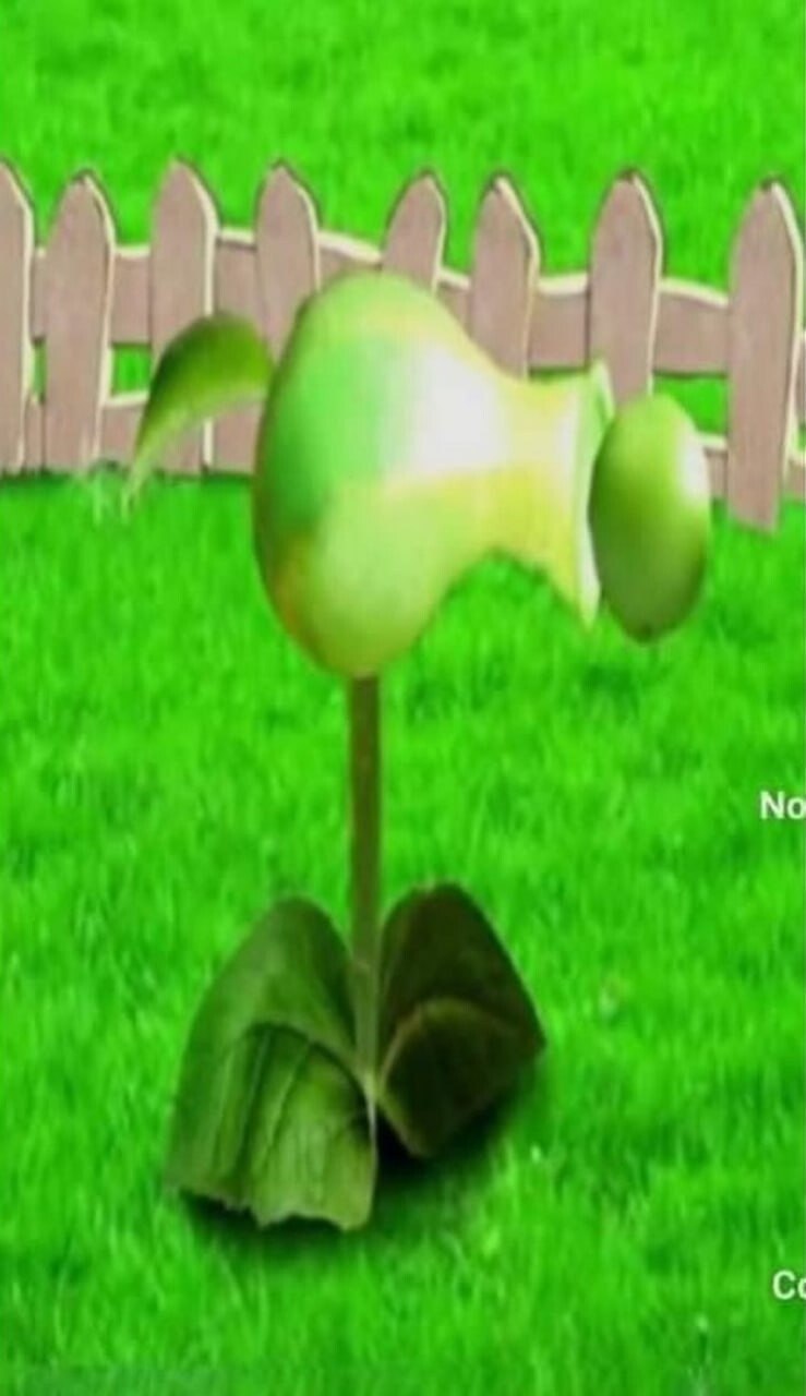 pvz​​​