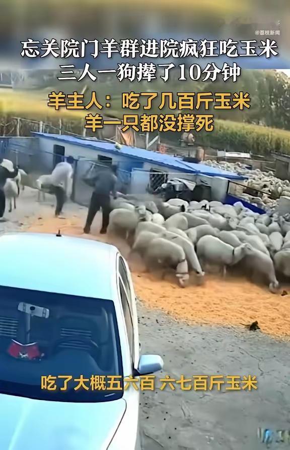 羊群进院狂吃几百斤玉米10月4日，黑龙江大庆。村民在野外放羊回来，忘记关院大门