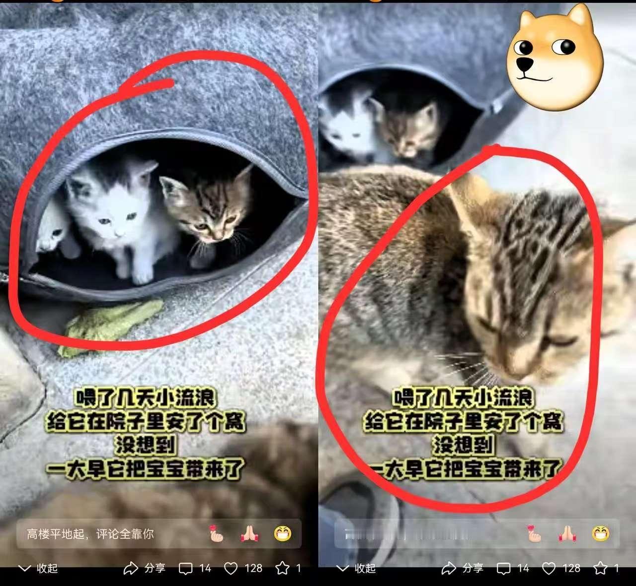 谁懂啊!就因为心疼一只流浪猫,给她买了个窝,结果第二天直接“升级当妈”了!