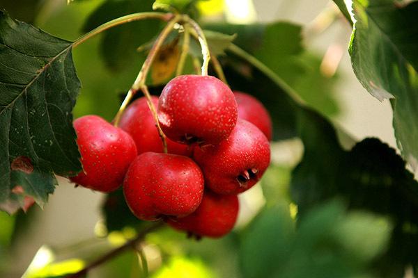 山楂树下最近冲上热搜，就因主播的不当言论，让山东的消费者对其产生了误解。试想，一