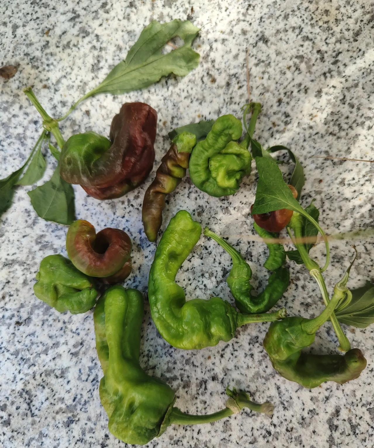 一气之下我把花盆里种的辣椒都拔了，啥东西！光开花不结果，结个辣椒长的也不好，弯弯