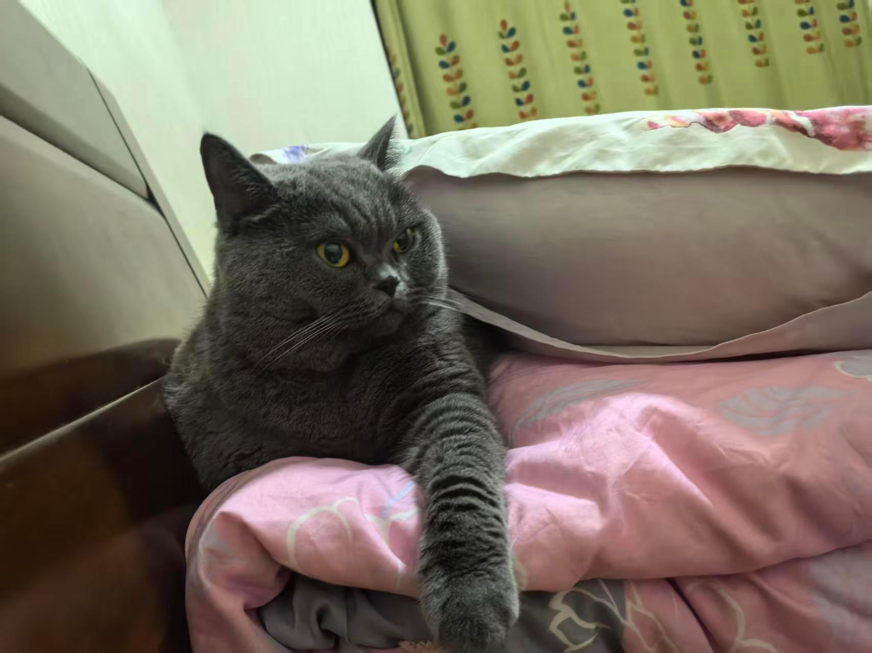 每次看到流浪的小猫咪就会想，如果没有把他们带回家会怎么样​​​