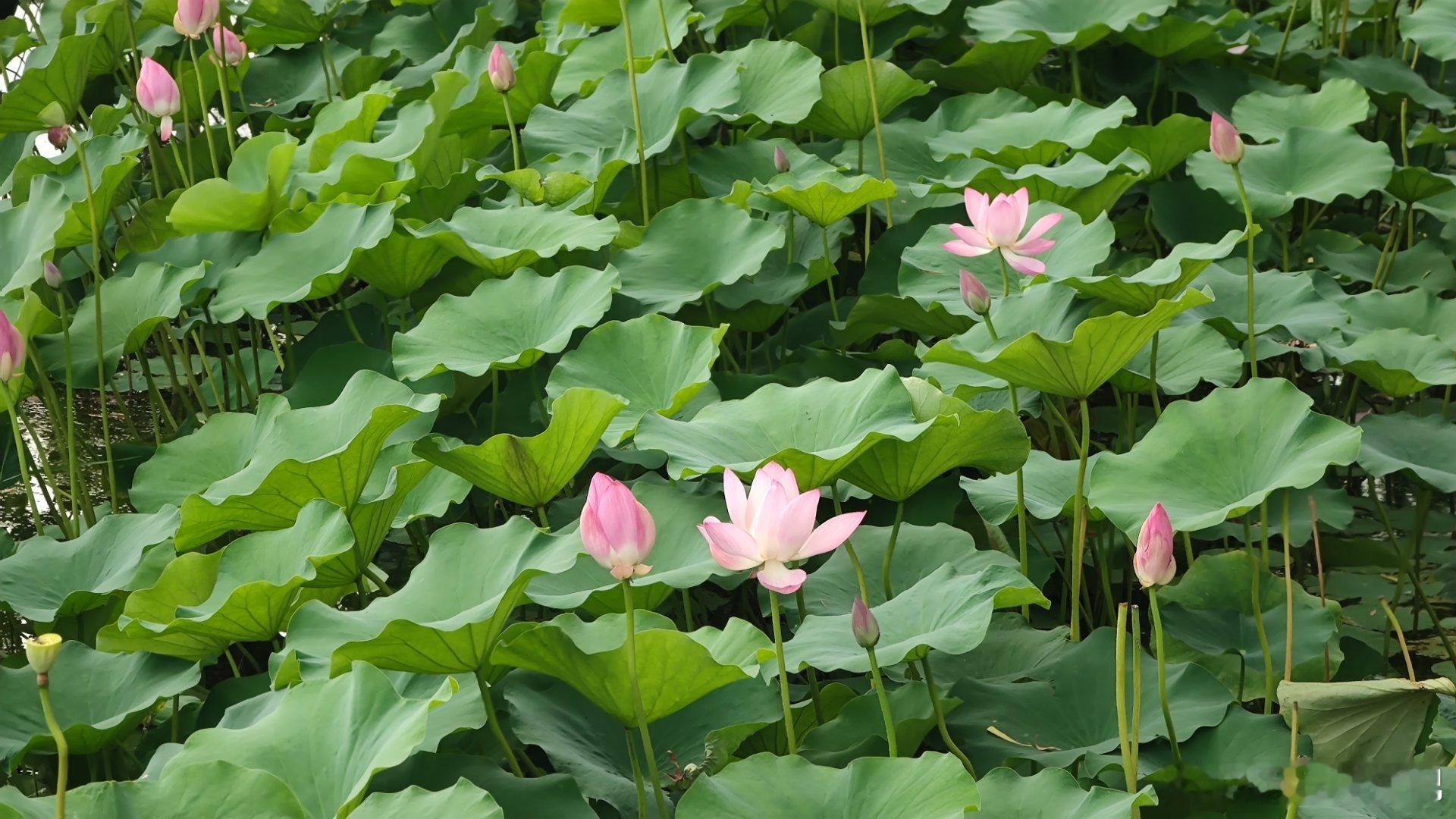 北京什刹海荷花摄影​​​