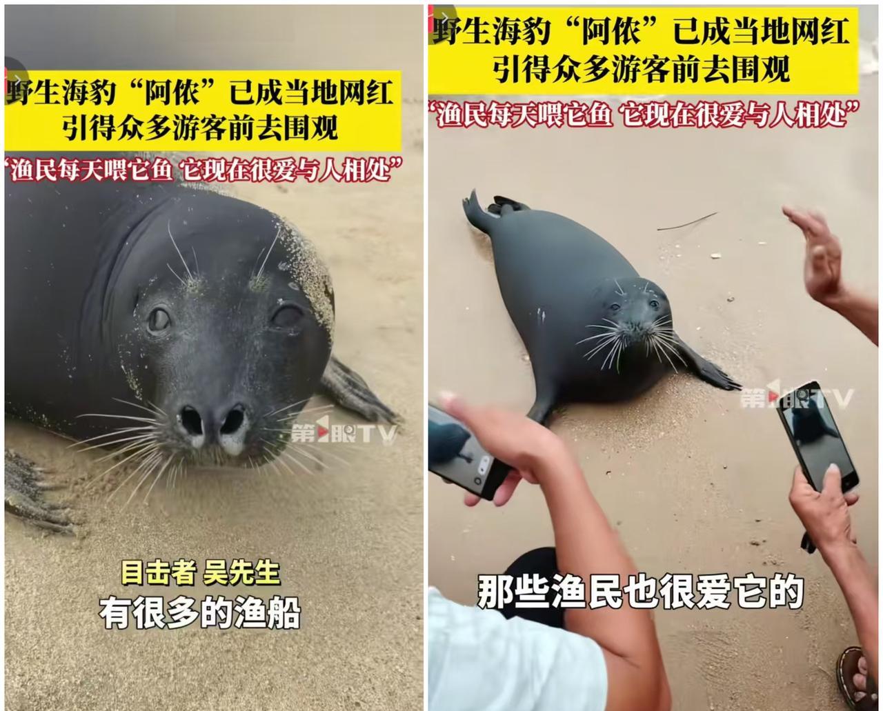文昌海边野生海豹走红网络，当地人赐名“阿侬”或听懂海南话！近日，海南文昌东郊镇东